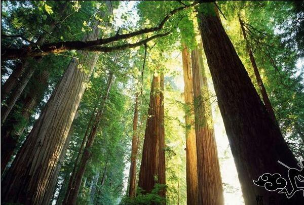 林芝、雅魯藏布大峽谷、日喀則、珠峰九日游