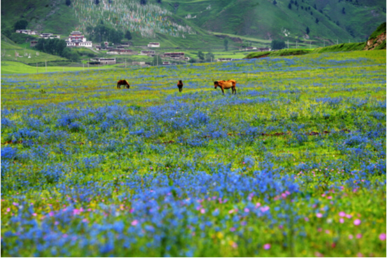 端午節(jié)川西攝影行:新都橋塔公草原甲居藏寨3日游
